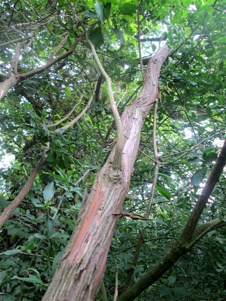 Die sehr seltene Wild-Rebe (Vitis vinifera subsp. sylvestris) im Naturschutzgebiet Ketscher Rheininsel