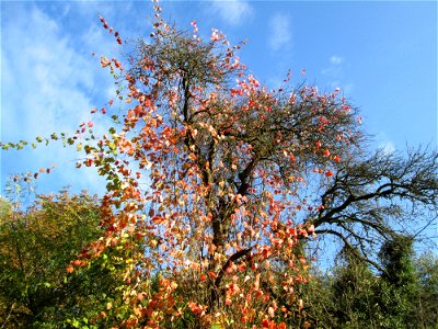 Wild wachsende Weinrebe (Vitis vinifera) im Deutschmühlental in Alt-Saarbrücken - wächst bis in die Baumkronen