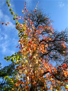Wild wachsende Weinrebe (Vitis vinifera) im Deutschmühlental in Alt-Saarbrücken - wächst bis in die Baumkronen