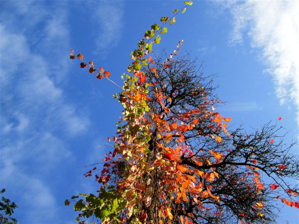 Wild wachsende Weinrebe (Vitis vinifera) im Deutschmühlental in Alt-Saarbrücken - wächst bis in die Baumkronen