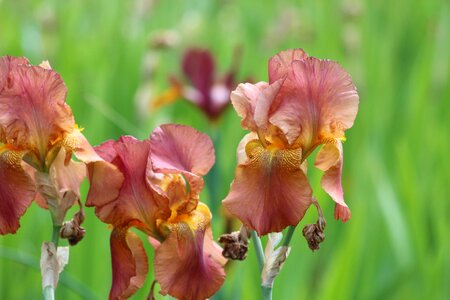 Garden flowers garden beautiful flowers