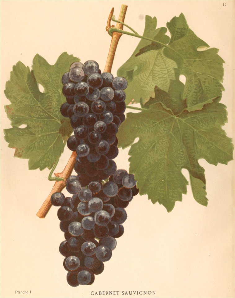 Lithographie du Cabernet sauvignon dans l'ouvrage " Les raisins de cuve de la Gironde et du Sud-Ouest de la France : description et synonymie " publié par Joseph Daurel en 1892.