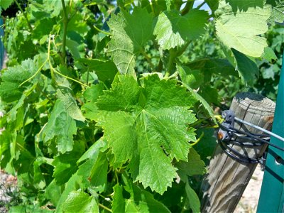Feuilles de Vignes - Carignan