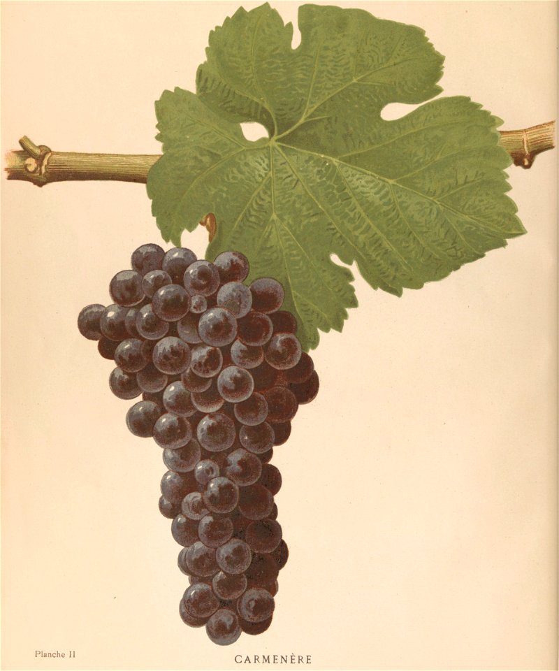 Lithographie du Carmenère dans l'ouvrage " Les raisins de cuve de la Gironde et du Sud-Ouest de la France : description et synonymie " publié par Joseph Daurel en 1892.