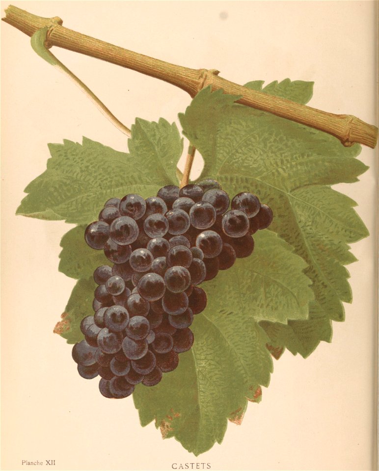 Lithographie du Castets dans l'ouvrage " Les raisins de cuve de la Gironde et du Sud-Ouest de la France : description et synonymie " publié par Joseph Daurel en 1892.