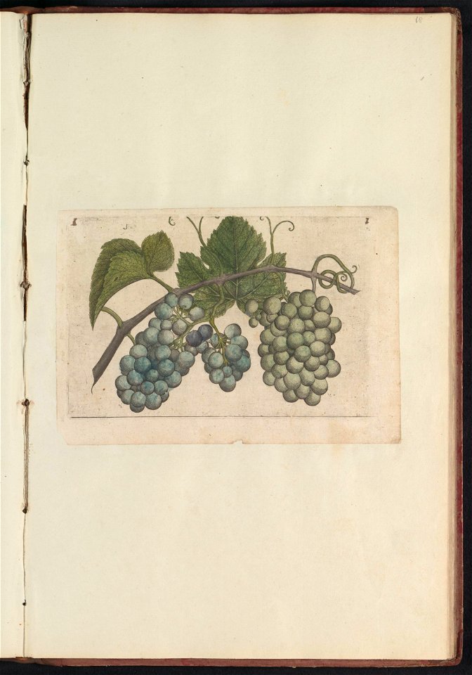 IdentificatieTitel(s): Druif (Vitaceae)Objecttype: prent Serienummer: 1/60Objectnummer: RP-T-BR-2017-1-12-68Omschrijving: Rank met blauwe en groene druiven. Fig. 1 op een blad met de hand genummerd 1.