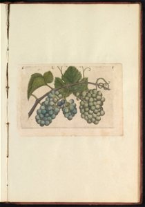 IdentificatieTitel(s): Druif (Vitaceae)Objecttype: prent Serienummer: 1/60Objectnummer: RP-T-BR-2017-1-12-68Omschrijving: Rank met blauwe en groene druiven. Fig. 1 op een blad met de hand genummerd 1. photo
