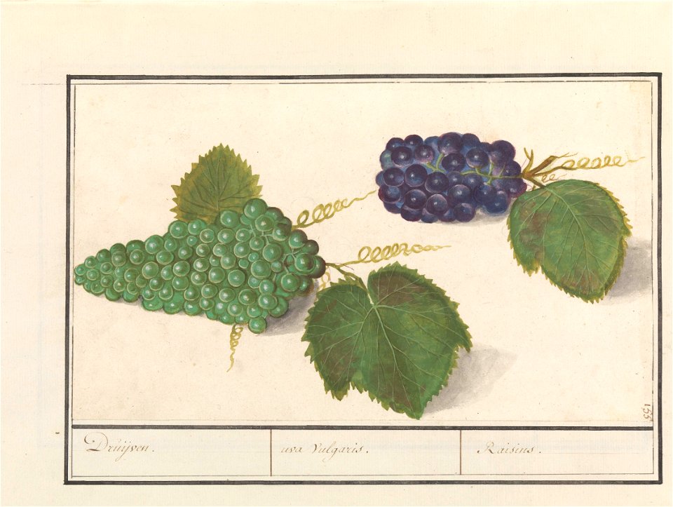 IdentificatieTitel(s): Druif (Vitis vinifera)Druijven. / uva Vulgaris. / Raisins (titel op object)Objecttype: tekening Objectnummer: RP-T-BR-2017-1-9-60Omschrijving: Groene en blauwe druiven. Rechtsbo
