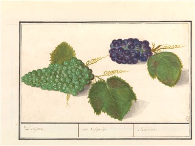 IdentificatieTitel(s): Druif (Vitis vinifera)Druijven. / uva Vulgaris. / Raisins (titel op object)Objecttype: tekening Objectnummer: RP-T-BR-2017-1-9-60Omschrijving: Groene en blauwe druiven. Rechtsbo