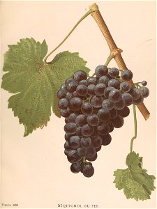 Lithographie du Fer (ou Béquignol) dans l'ouvrage " Les raisins de cuve de la Gironde et du Sud-Ouest de la France : description et synonymie " publié par Joseph Daurel en 1892.