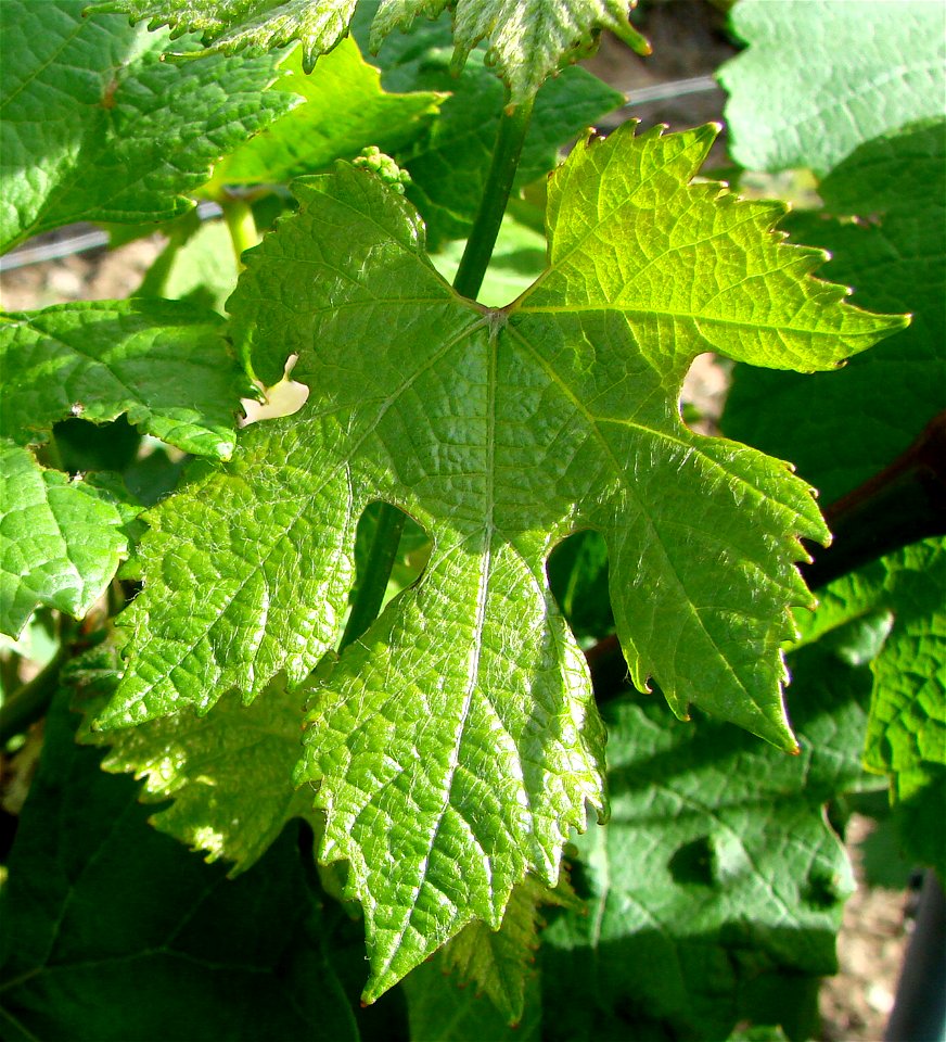 Feuille de vigne (Photo retouchée à l'arrière-plan)
