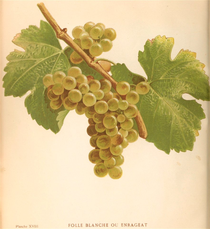 Lithographie de Folle blanche dans l'ouvrage " Les raisins de cuve de la Gironde et du Sud-Ouest de la France : description et synonymie " publié par Joseph Daurel en 1892.