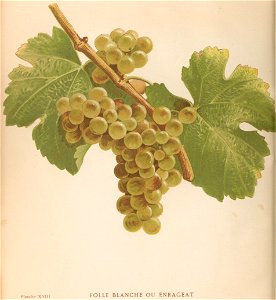 Lithographie de Folle blanche dans l'ouvrage " Les raisins de cuve de la Gironde et du Sud-Ouest de la France : description et synonymie " publié par Joseph Daurel en 1892.