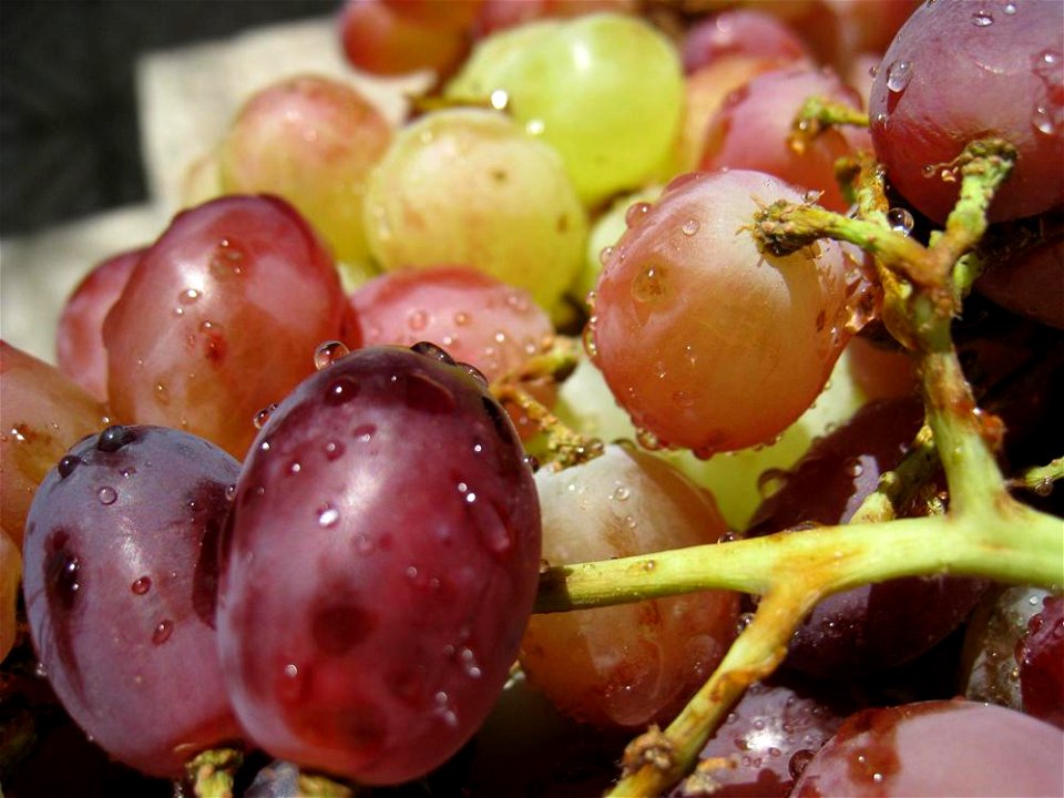 Yaquti Grapes production