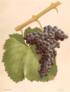 Lithographie du Grappu dans l'ouvrage " Les raisins de cuve de la Gironde et du Sud-Ouest de la France : description et synonymie " publié par Joseph Daurel en 1892.