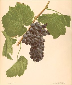 Lithographie du Jurançon noir dans l'ouvrage " Les raisins de cuve de la Gironde et du Sud-Ouest de la France : description et synonymie " publié par Joseph Daurel en 1892.