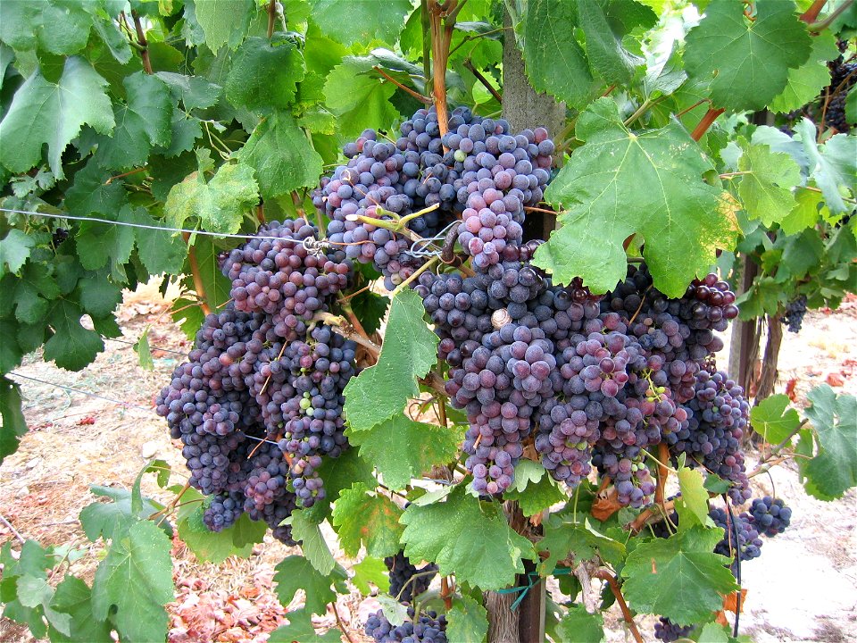 Kotsifali grapes grown on Crete