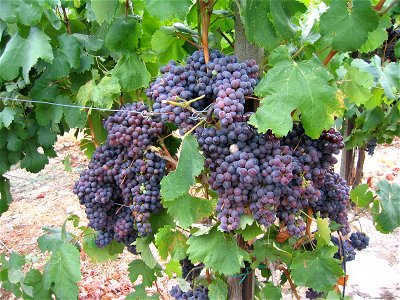 Kotsifali grapes grown on Crete