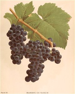 Lithographie du Mansenc (ou Mancin) dans l'ouvrage " Les raisins de cuve de la Gironde et du Sud-Ouest de la France : description et synonymie " publié par Joseph Daurel en 1892.