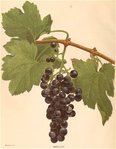 Lithographie du Merlot dans l'ouvrage " Les raisins de cuve de la Gironde et du Sud-Ouest de la France : description et synonymie " publié par Joseph Daurel en 1892.