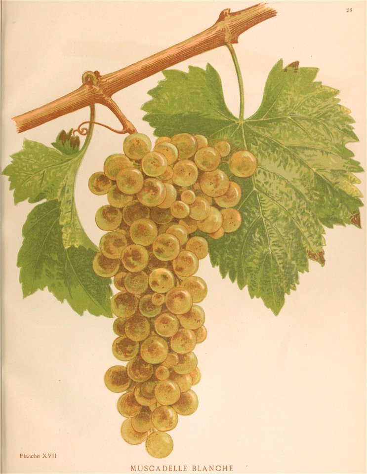 Lithographie de Muscadelle dans l'ouvrage " Les raisins de cuve de la Gironde et du Sud-Ouest de la France : description et synonymie " publié par Joseph Daurel en 1892.