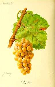 Illustration du cépage Ondenc par Jules Troncy dans l'ouvrage "Ampélographie : traité général de viticulture" publié sous la direction de P. Viala & V. Vermorel avec la collaboration de A. Ba