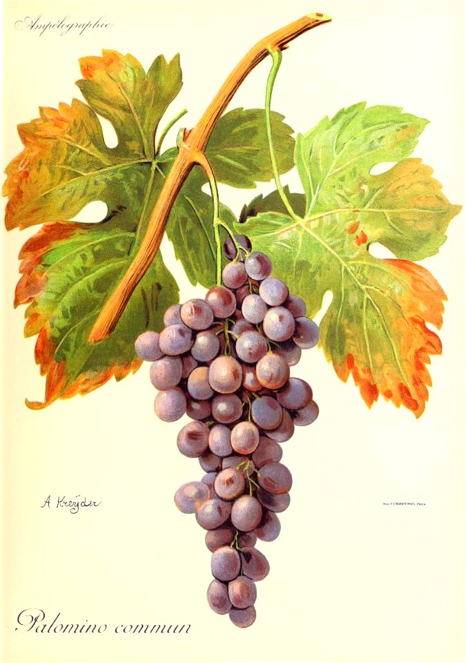 Illustration du cépage Palomino commun par Alexis Kreyder dans l'ouvrage "Ampélographie : traité général de viticulture" publié sous la direction de P. Viala & V. Vermorel avec la collaborati