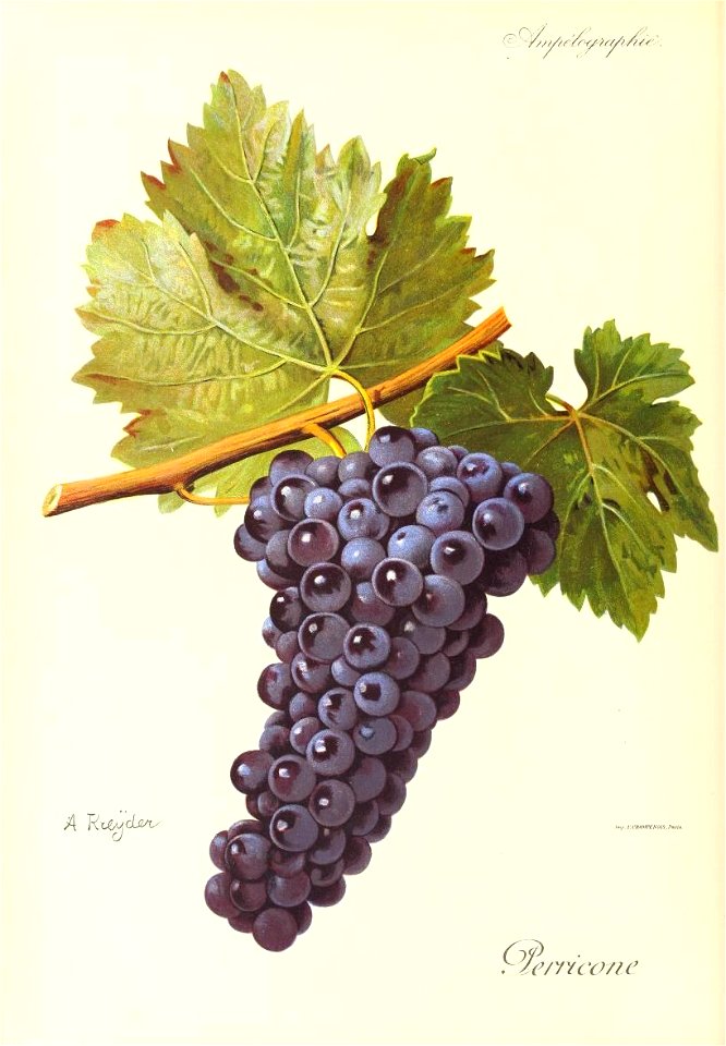 Illustration du cépage Perricone par Alexis Kreyder dans l'ouvrage "Ampélographie : traité général de viticulture" publié sous la direction de P. Viala & V. Vermorel avec la collaboration de 