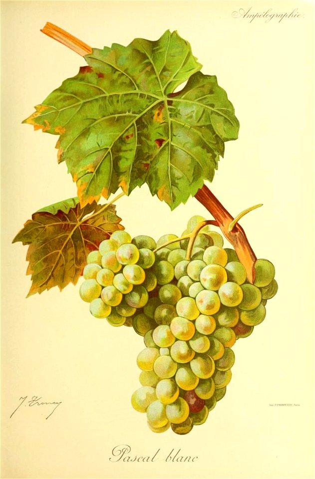 Illustration du cépage Pascal blanc  par Jules Troncy dans l'ouvrage "Ampélographie : traité général de viticulture" publié sous la direction de P. Viala & V. Vermorel avec la collaboration d