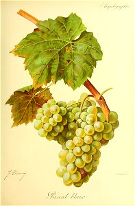 Illustration du cépage Pascal blanc  par Jules Troncy dans l'ouvrage "Ampélographie : traité général de viticulture" publié sous la direction de P. Viala & V. Vermorel avec la collaboration d