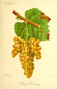 Illustration du cépage Petit Manseng par Jules Troncy dans l'ouvrage "Ampélographie : traité général de viticulture" publié sous la direction de P. Viala & V. Vermorel avec la collaboration d