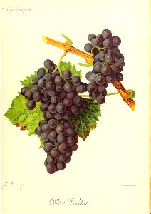 Illustration du cépage Petit verdot par Jules Troncy dans l'ouvrage "Ampélographie : traité général de viticulture" publié sous la direction de P. Viala & V. Vermorel avec la collaboration de