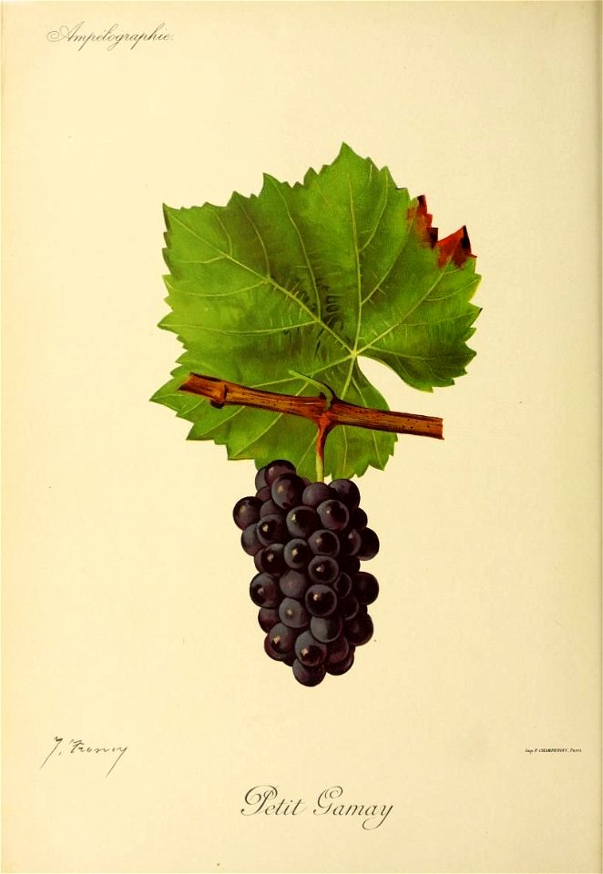 Illustration du cépage Petit Gamay par Jules Troncy dans l'ouvrage "Ampélographie : traité général de viticulture" publié sous la direction de P. Viala & V. Vermorel avec la collaboration de 