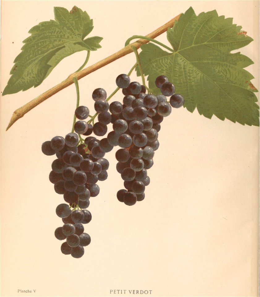 Lithographie du Petit Verdot dans l'ouvrage " Les raisins de cuve de la Gironde et du Sud-Ouest de la France : description et synonymie " publié par Joseph Daurel en 1892.