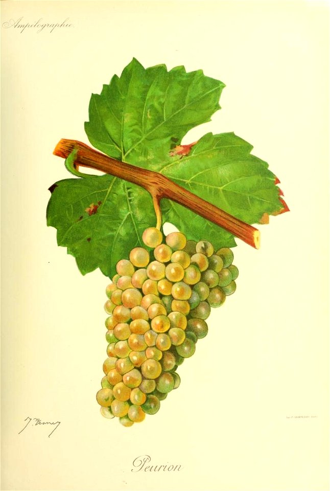 Illustration du cépage Peurion par Jules Troncy dans l'ouvrage "Ampélographie : traité général de viticulture" publié sous la direction de P. Viala & V. Vermorel avec la collaboration de A. B