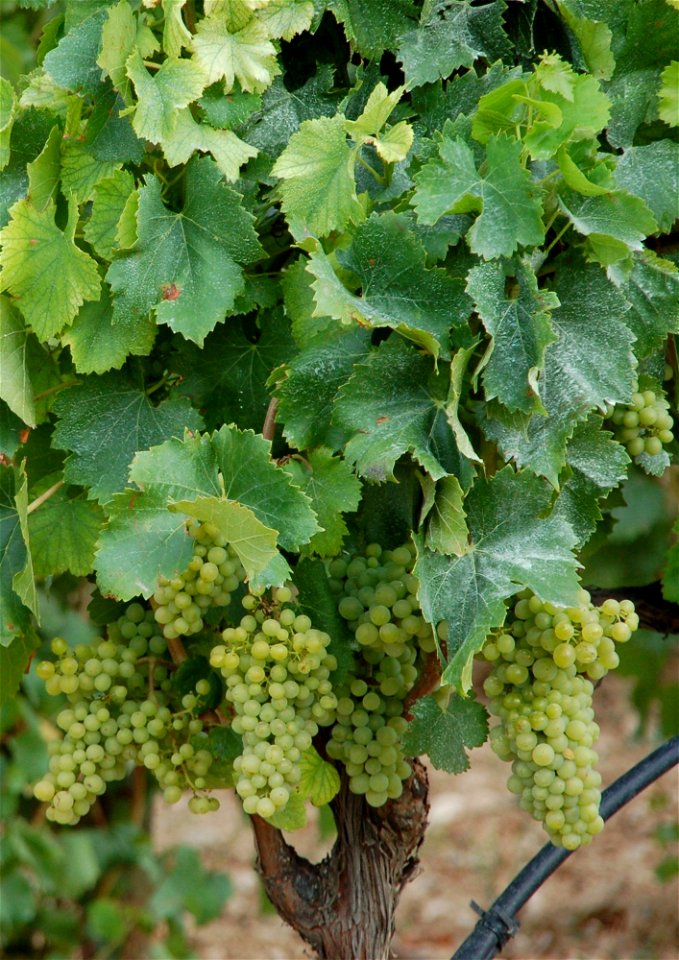 Plant de grenache blanc