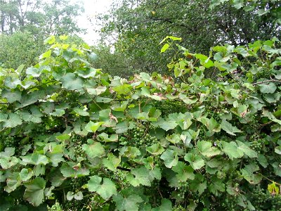 Garden in Pidvysoke, village in western Ukraine