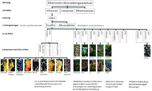 Ampelography diagram of Vitis species — grapevines. On lower left, Vitis vinifera varieties (wine grape types). photo