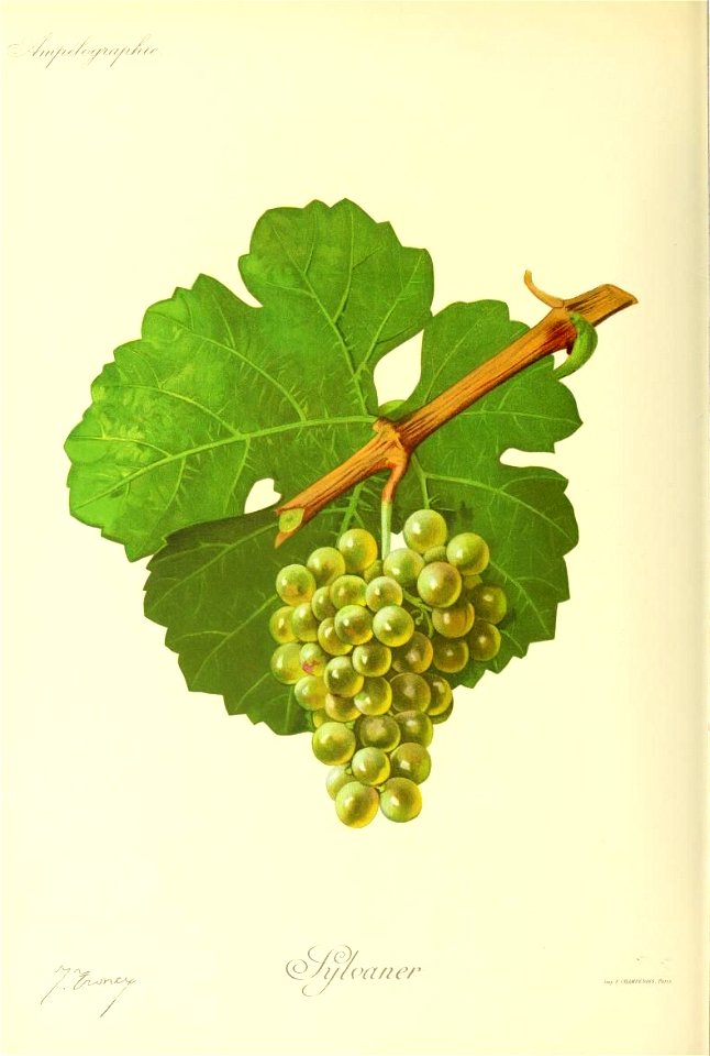 Illustration du cépage Sylvaner par Jules Troncy dans l'ouvrage "Ampélographie : traité général de viticulture" publié sous la direction de P. Viala & V. Vermorel avec la collaboration de A. 