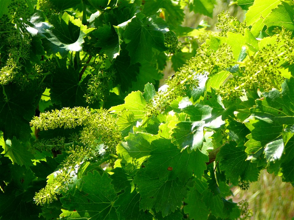 Floraison de la vigne sur grenache