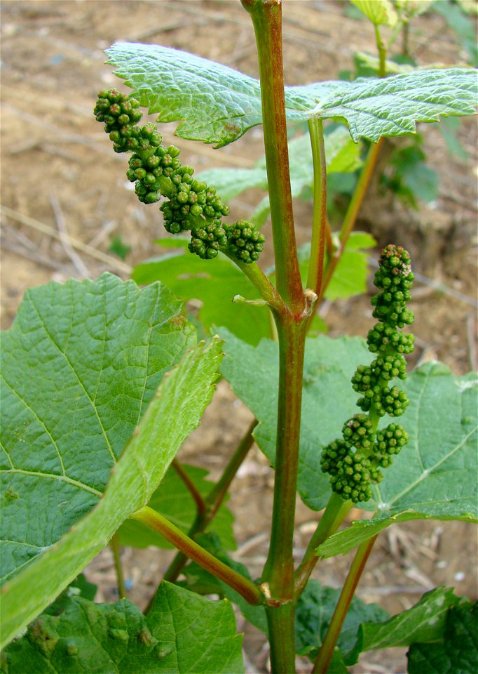 Vitis vinifera; Anordnung der Gescheine, des länglichen, rispenartigen Blütenstands der Weinrebe auf einem einjährigen Trieb
Français :  Vitis vinifera; boutons floraux séparés, forme typique