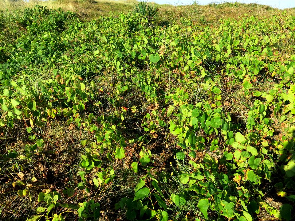 Wild grape vine in the dunes of Capbreton (Landes, France).
