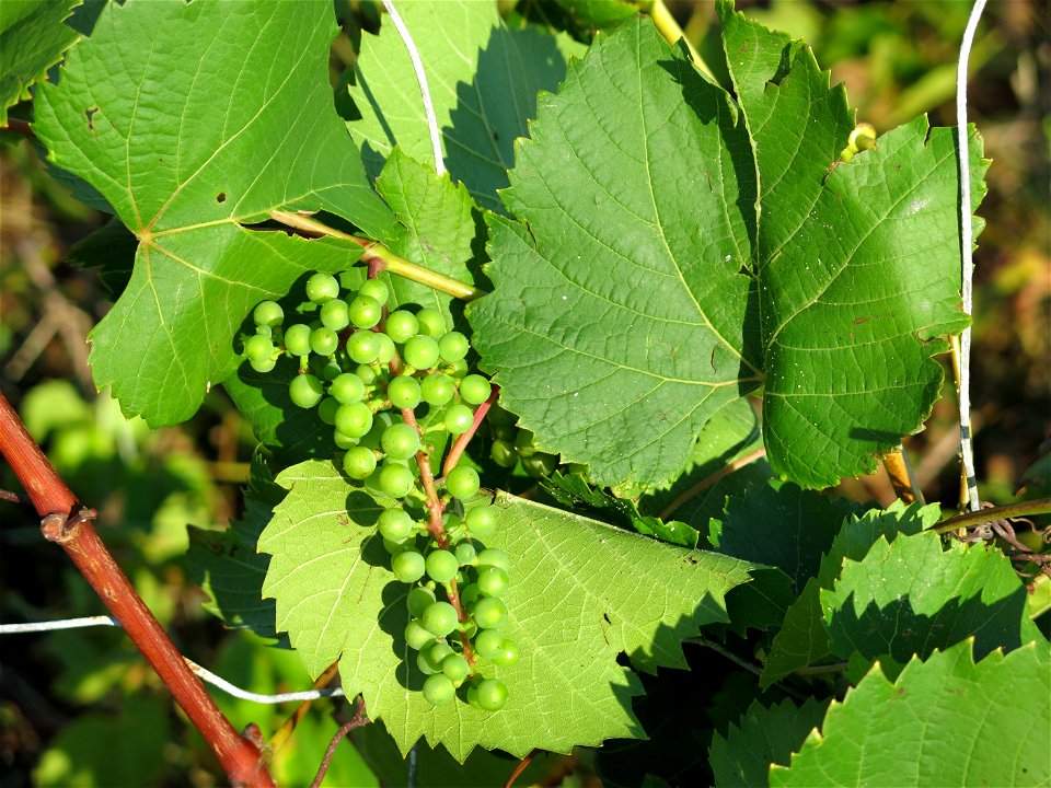 Wild grape vine in the dunes of Capbreton (Landes, France).