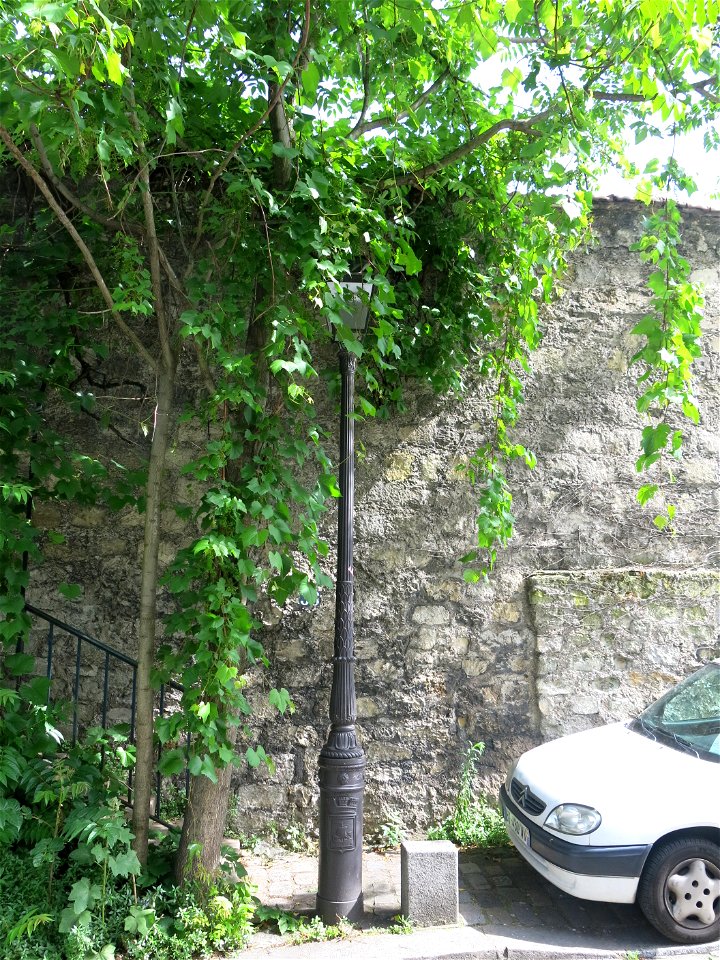 Grape wine as weed, rue Saint-Vincent, Paris 18th arrond. (France).