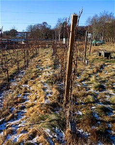 Rows of vines in Chateaux Luna vineyard in Lysekil, Sweden. photo