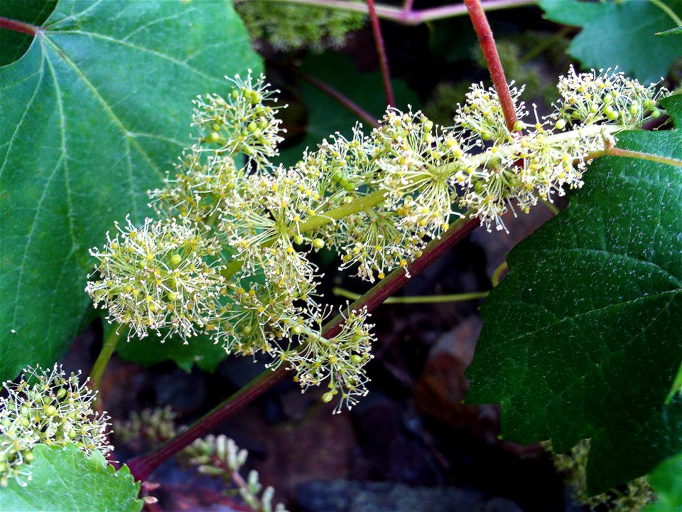 Vitis vinifera var. sylvestris Closeup Sierra Madrona