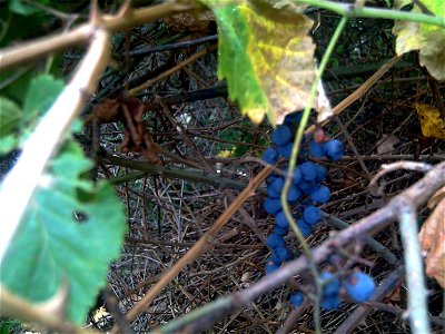 Vitis vinifera var. sylvestris Fruits in Sierra Madrona, Spain