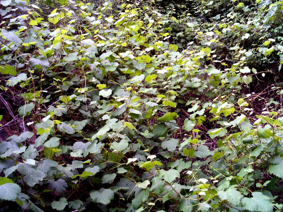 Vitis vinifera var. sylvestris Habitus Sierra Madrona