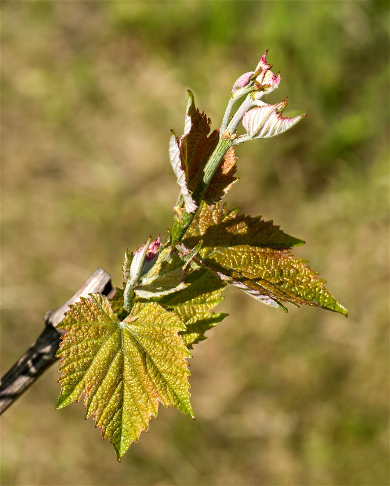 Shots of young leaves, tendrils and flowers on grapevines (Vitis vinifera) in Chateaux Luna vineyard, Lysekil, Sweden.
