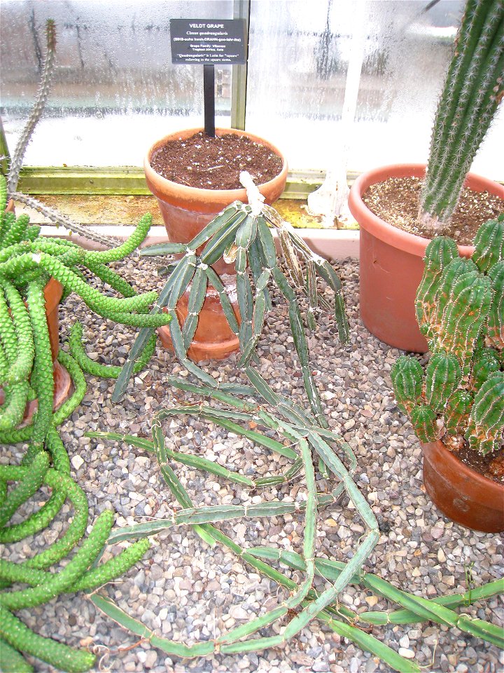 Cissus quadrangularis specimen in the Buffalo and Erie Country Botanical Gardens, Buffalo, New York, USA.